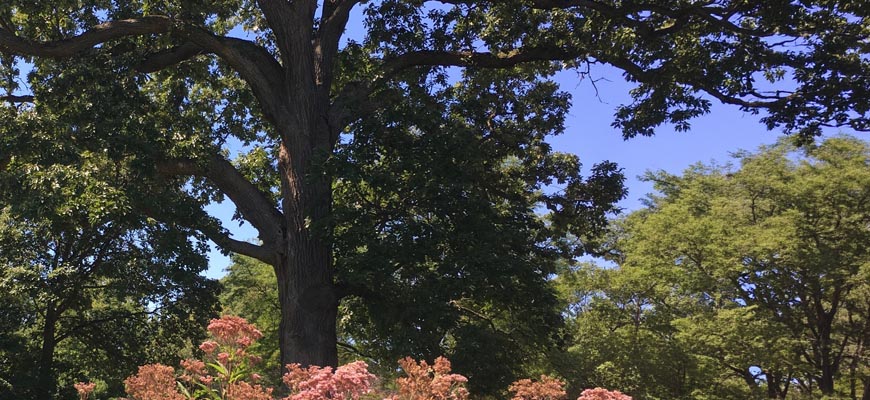 NEW! A Heritage Oak Tour